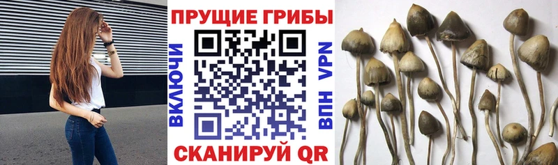 Псилоцибиновые грибы прущие грибы  наркота  Шиханы 
